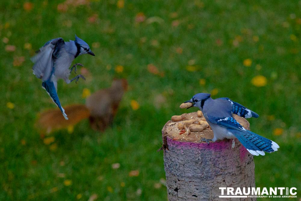 Some fun shots of the Bluejays that take over my backyard when peanuts are shared.