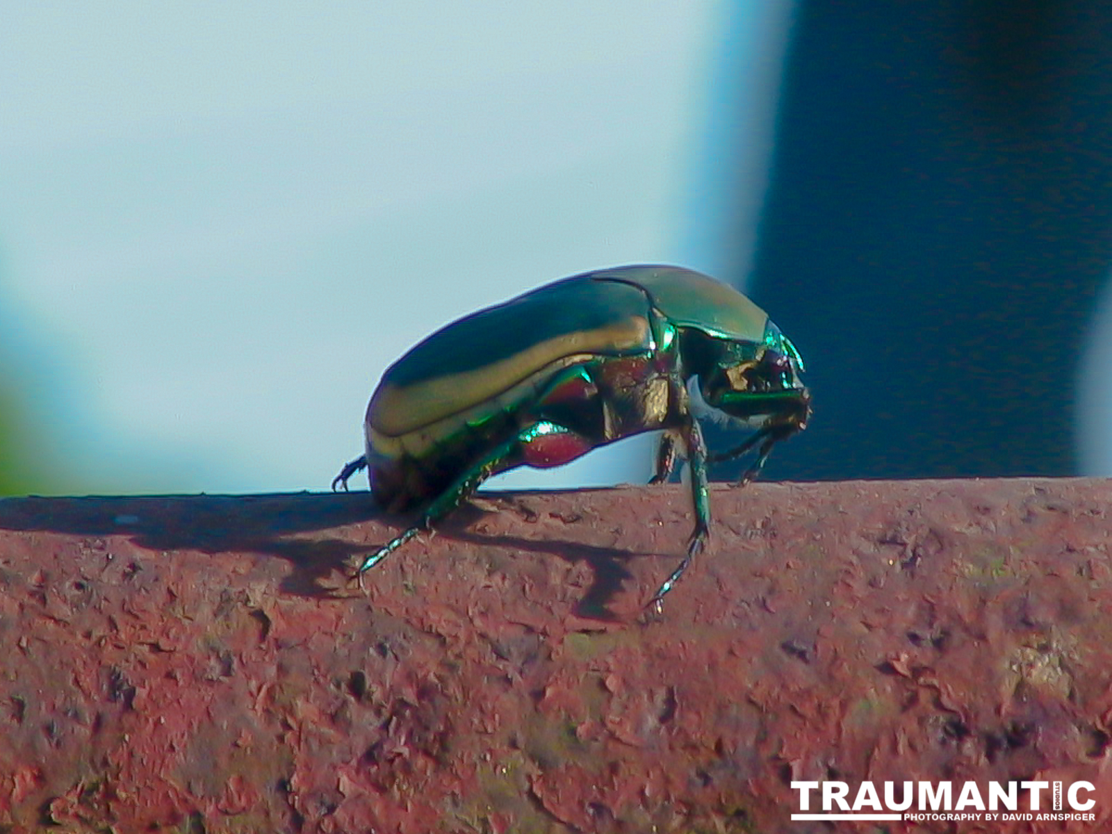 My first decent insect picture, a Fig Eater Beetle.