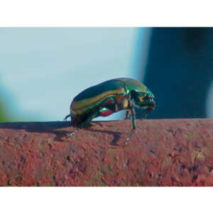 My first decent insect picture, a Fig Eater Beetle.