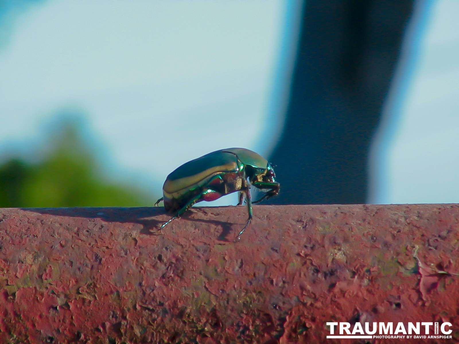 My first decent insect picture, a Fig Eater Beetle.