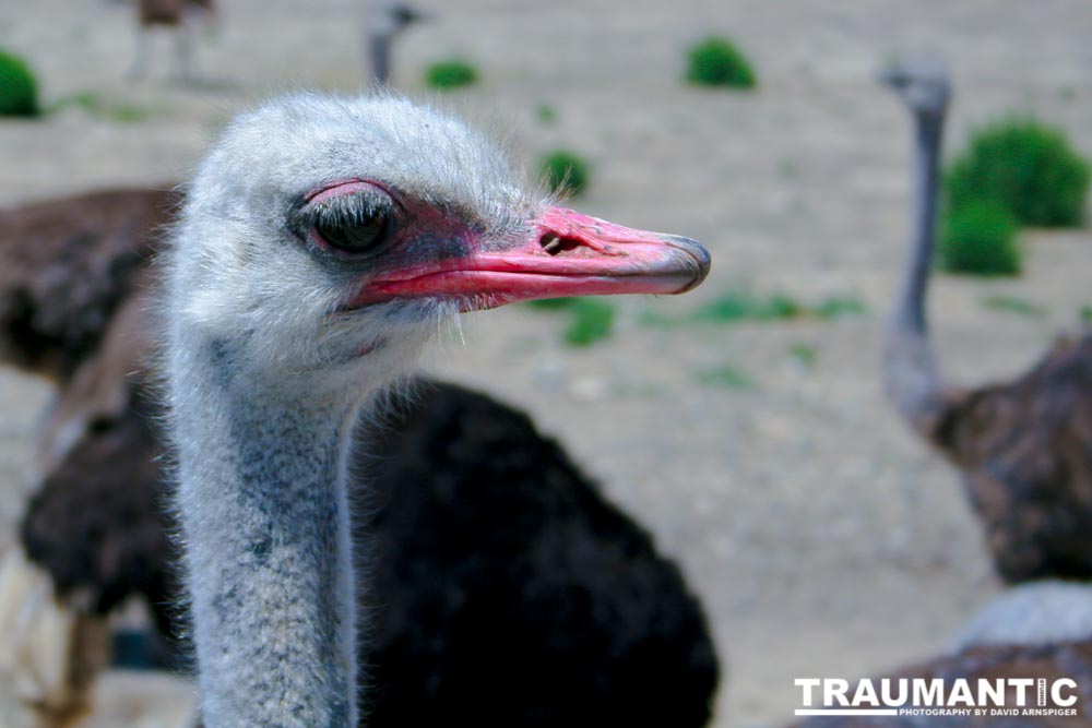 Closeup images of an Ostrich.