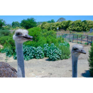 Closeup images of an Ostrich.