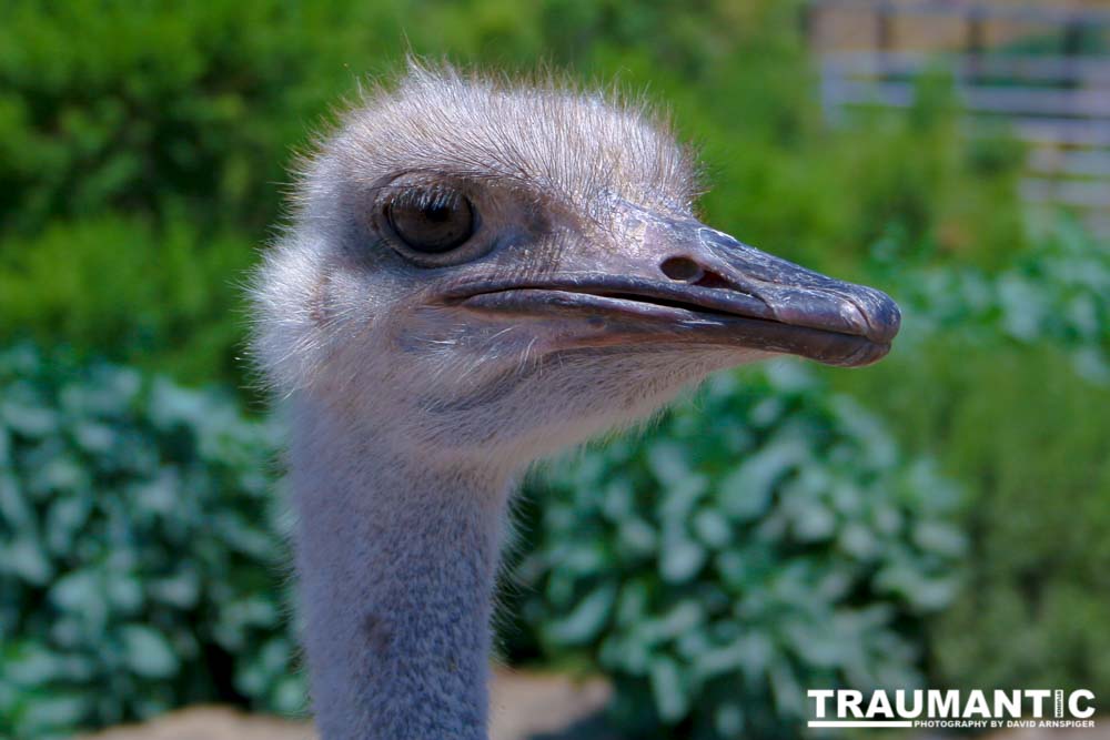 Closeup images of an Ostrich.