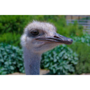 Closeup images of an Ostrich.