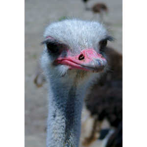 Closeup images of an Ostrich.