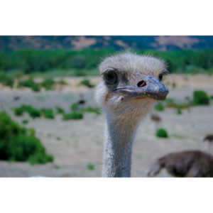 Closeup images of an Ostrich.