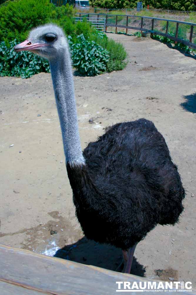 Closeup images of an Ostrich.