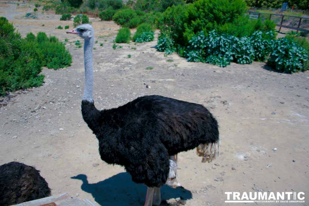 Images of an Ostrich.