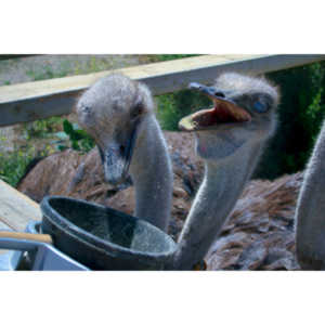 Closeup images of an Ostrich.