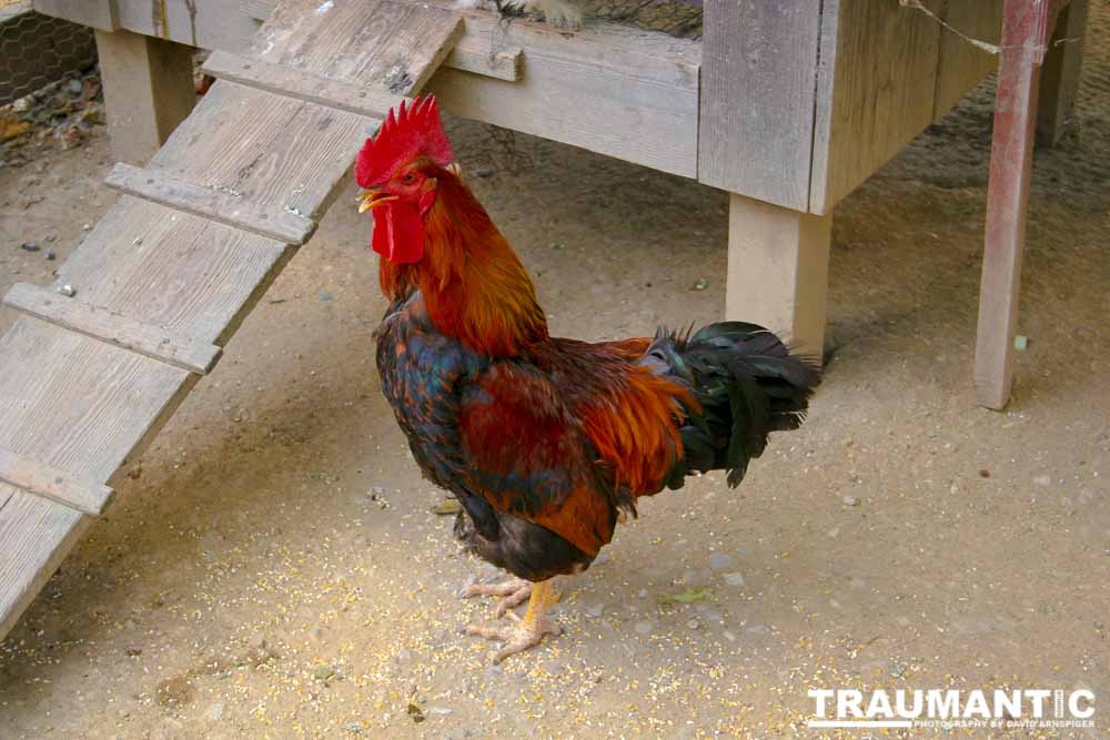 A beautiful rooster.