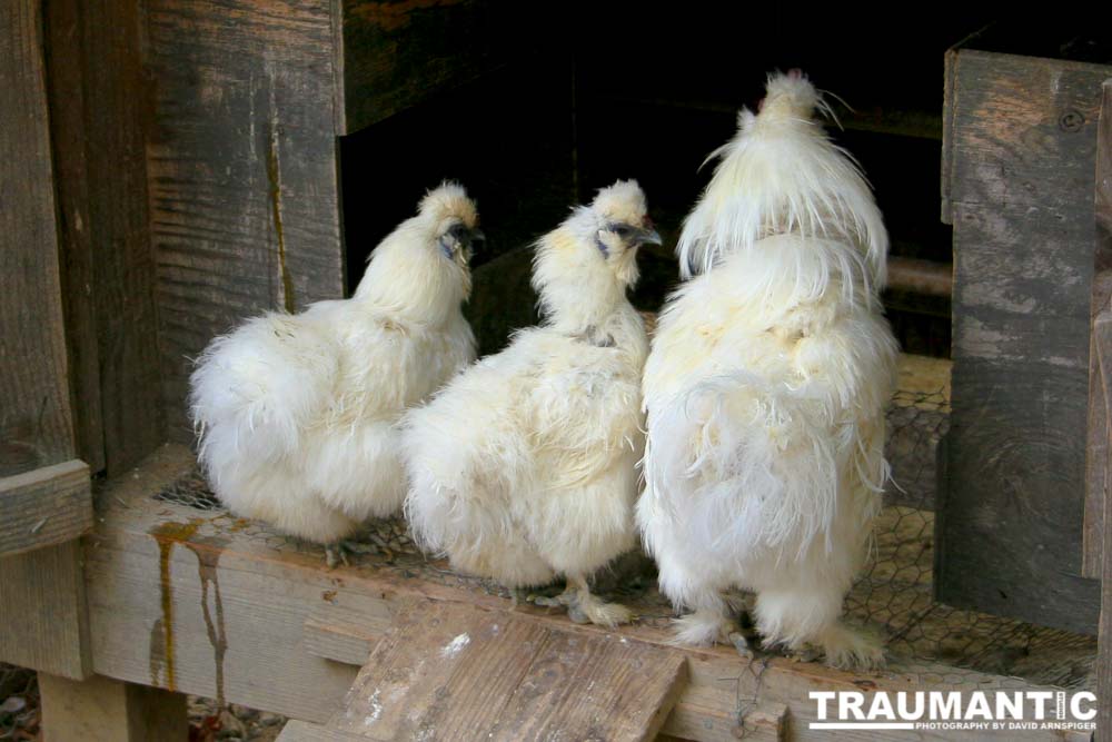 A trio of Silkie Chickens