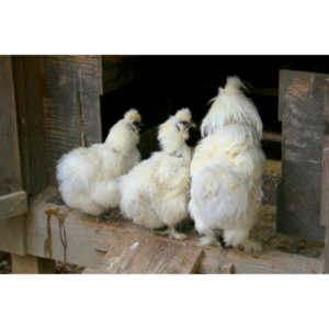 A trio of Silkie Chickens