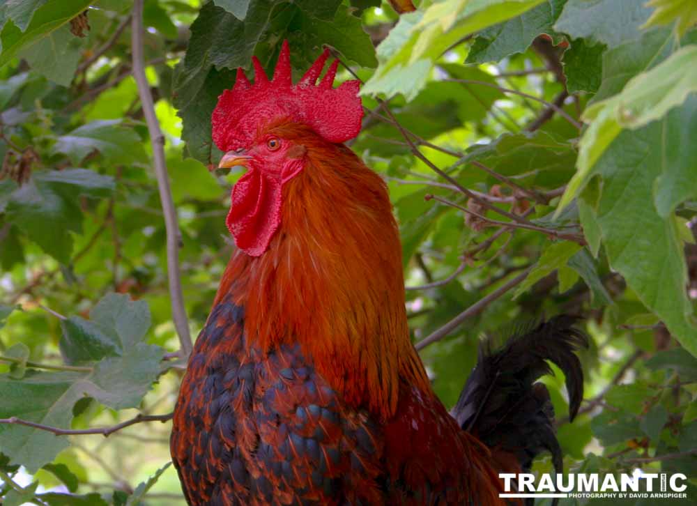 A beautiful rooster.