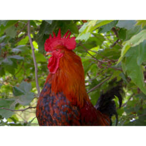 A beautiful rooster.