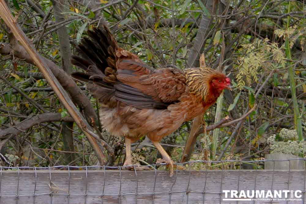 A hen standing on a fence.