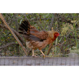 A hen standing on a fence.