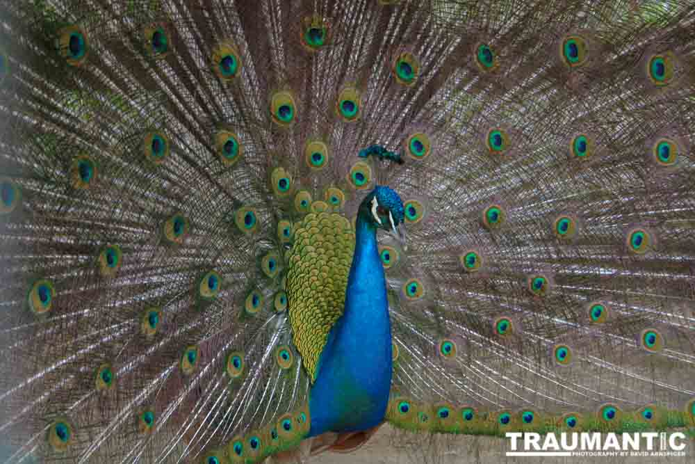 A beautiful peacock showing its feathers.