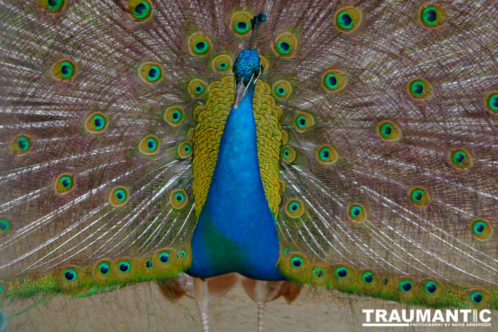 A beautiful peacock showing its feathers.