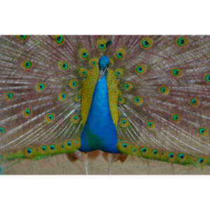 A beautiful peacock showing its feathers.