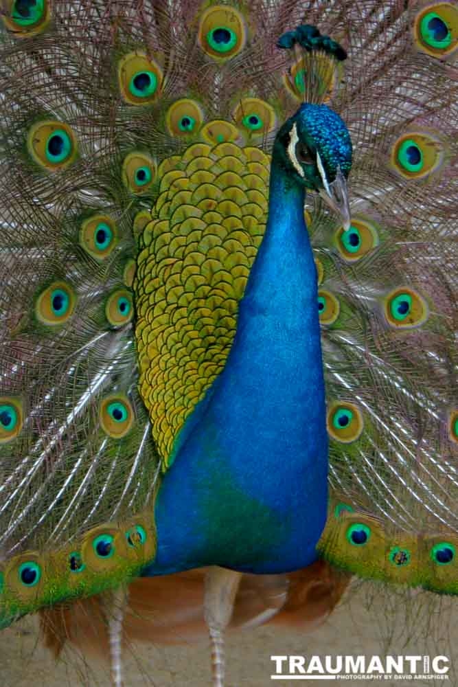 A beautiful peacock showing its feathers.