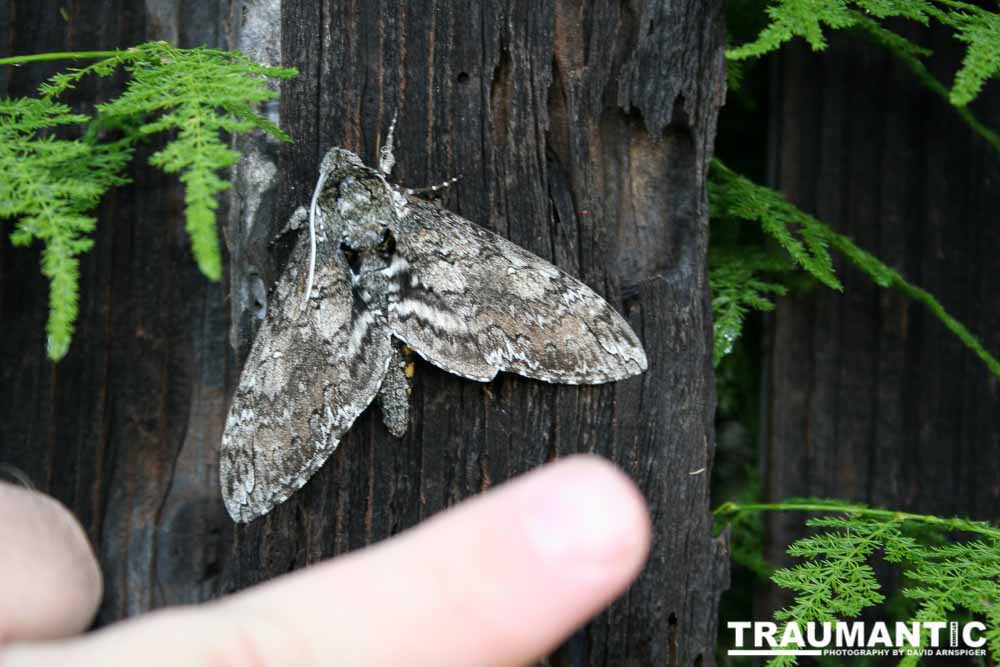 A Carolina Sphinx Moth.