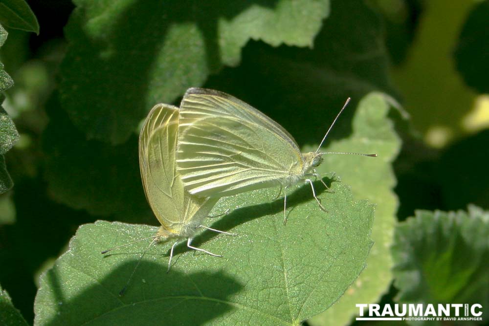 Two White Cabbage Butterflies copulating on a leaf.