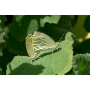 Two White Cabbage Butterflies copulating on a leaf.