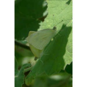 Two White Cabbage Butterflies copulating on a leaf.