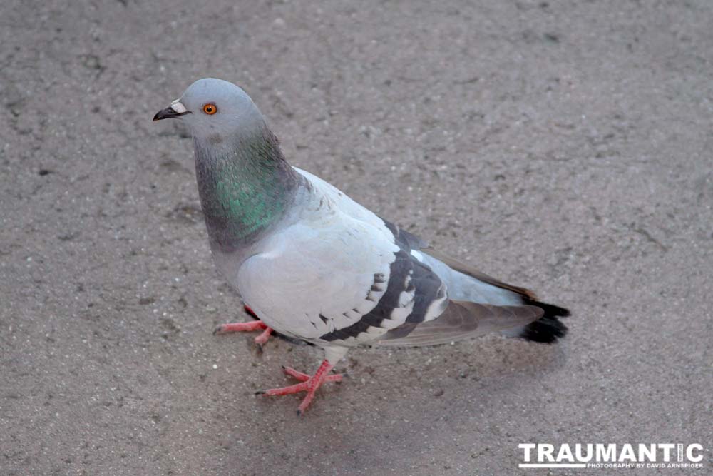 I was sitting in the cafe at Walt Disney Studios when this little guy popped up.  I love trying to capture the texture in a bird's wings and feathers.