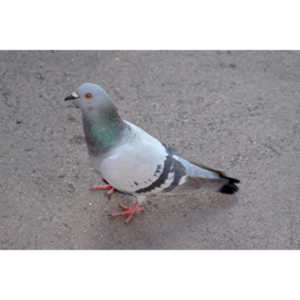 I was sitting in the cafe at Walt Disney Studios when this little guy popped up.  I love trying to capture the texture in a bird's wings and feathers.