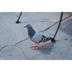 I was sitting in the cafe at Walt Disney Studios when this little guy popped up.  I love trying to capture the texture in a bird's wings and feathers.