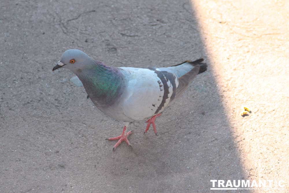 I was sitting in the cafe at Walt Disney Studios when this little guy popped up.  I love trying to capture the texture in a bird's wings and feathers.