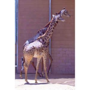 Photos froma trip to the zoo.