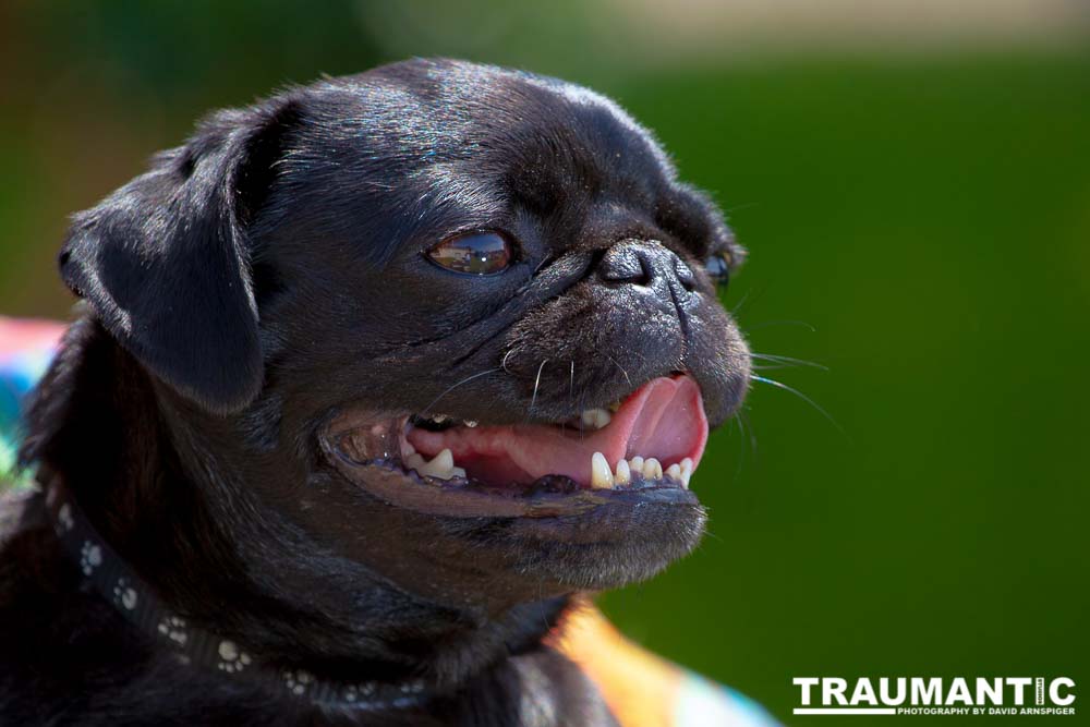 My long time friend Jill agreed to sit for me in hopes of getting good shots for her business cards.  We succeeded in our goal.