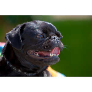 My long time friend Jill agreed to sit for me in hopes of getting good shots for her business cards.  We succeeded in our goal.