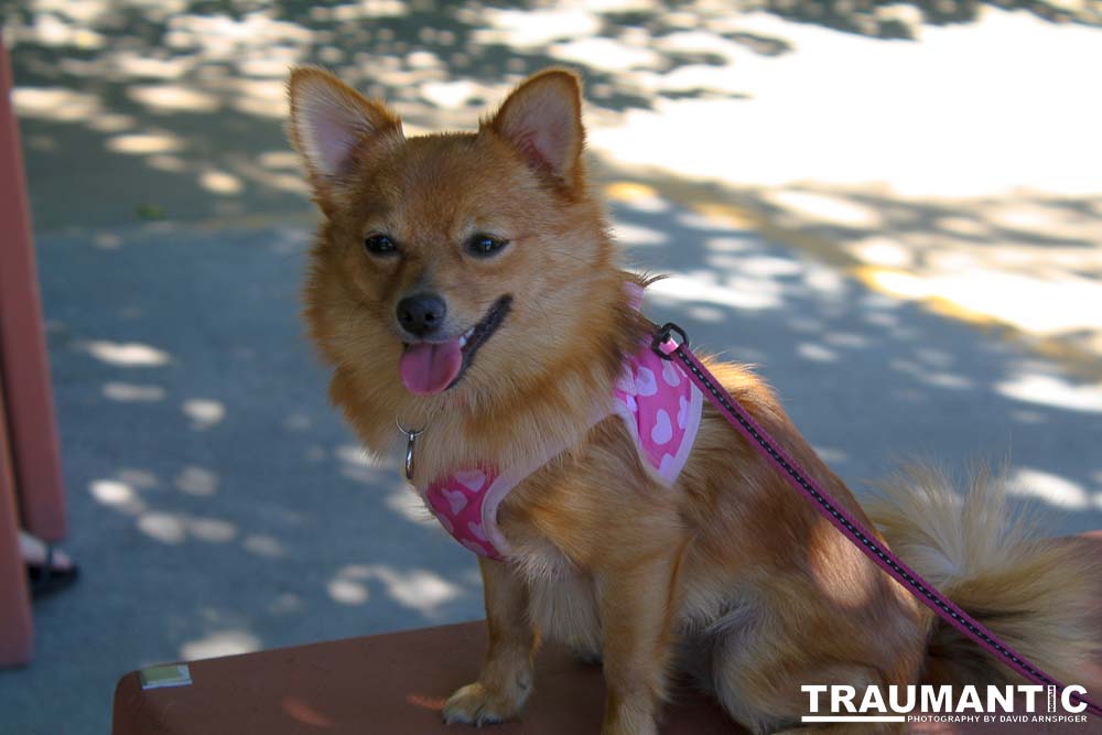Pictures from the picnic held in Griffith Park on October 2nd, 2011.