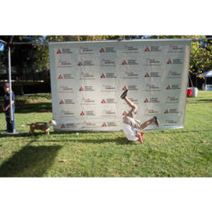 2012 - Step Out: Walk To Stop Diabetes Team Photos