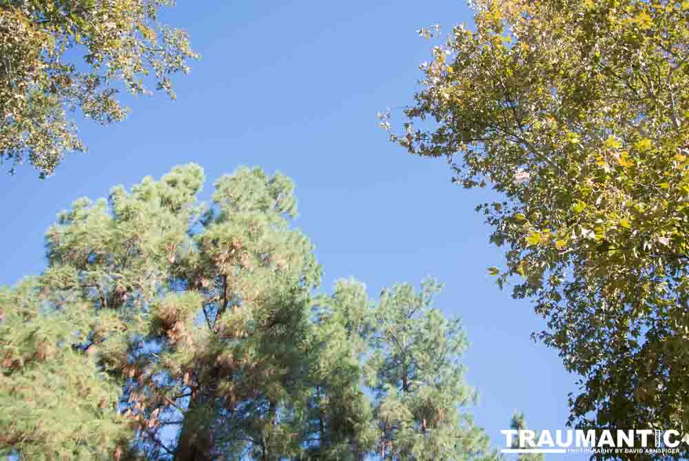 2012 - Step Out: Walk To Stop Diabetes Team Photos