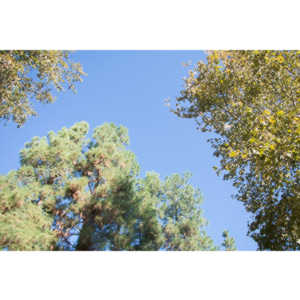 2012 - Step Out: Walk To Stop Diabetes Team Photos