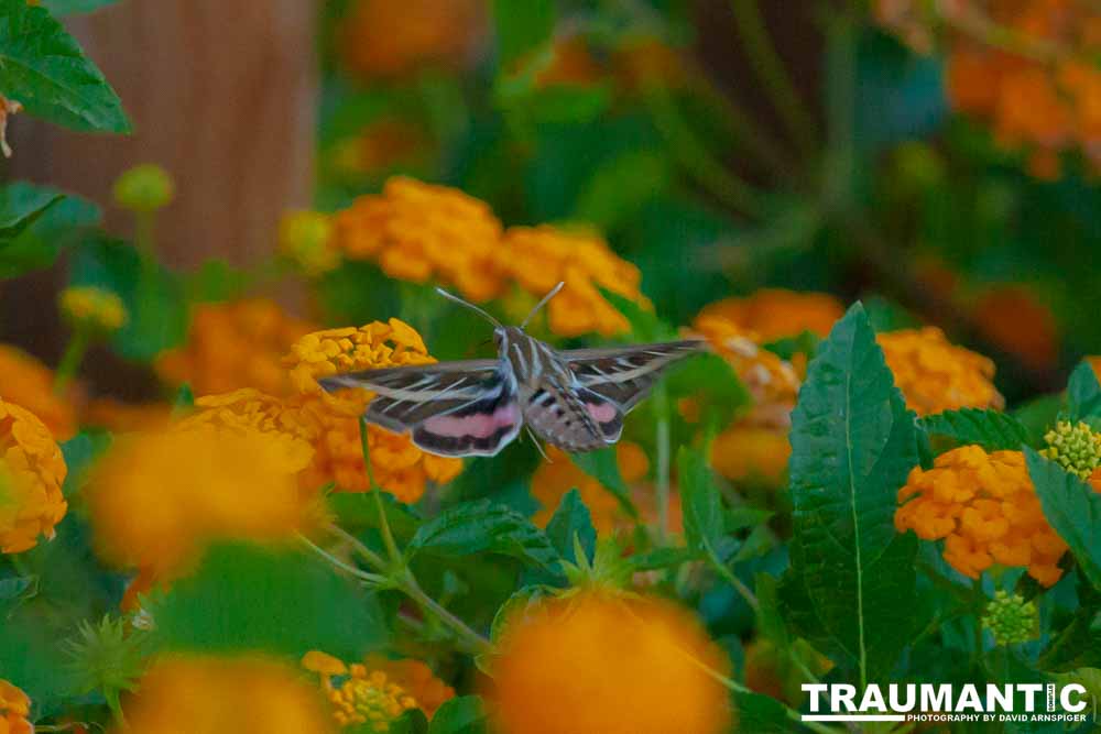 The Sphinx Moth is also known as the hummingbird or hawk moth.  It's wings move at the same speeds as a hummingbird and they dart about the same way.  This is my lone encounter with these cool creatures.