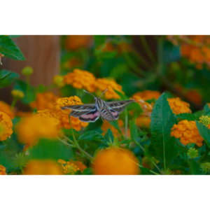 The Sphinx Moth is also known as the hummingbird or hawk moth.  It's wings move at the same speeds as a hummingbird and they dart about the same way.  This is my lone encounter with these cool creatures.