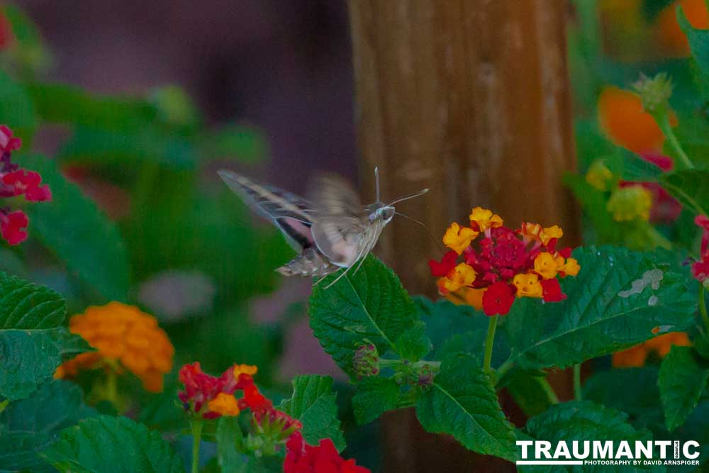 The Sphinx Moth is also known as the hummingbird or hawk moth.  It's wings move at the same speeds as a hummingbird and they dart about the same way.  This is my lone encounter with these cool creatures.