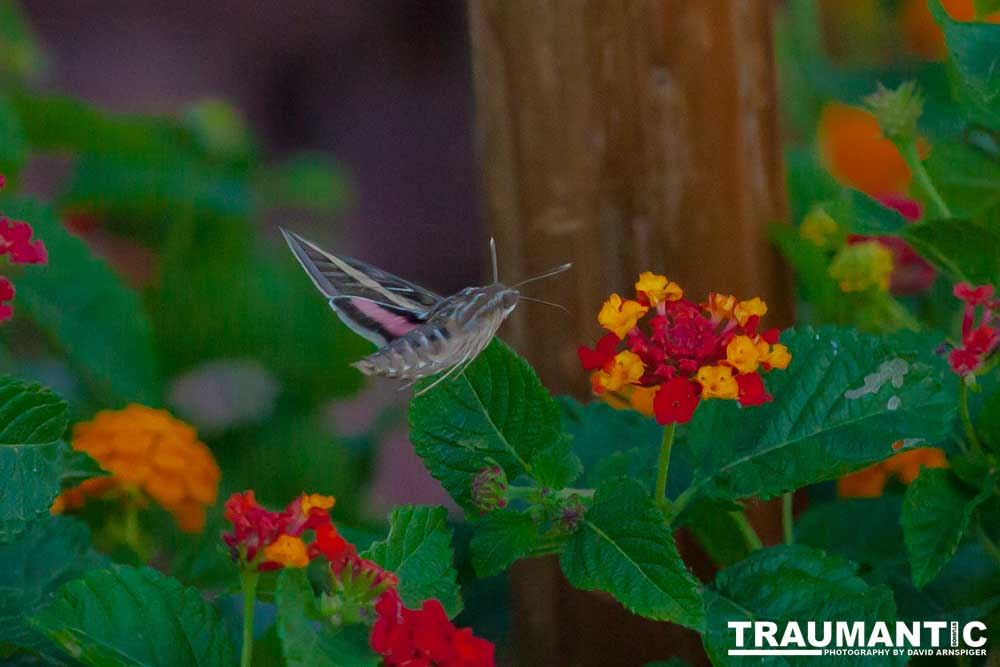 The Sphinx Moth is also known as the hummingbird or hawk moth.  It's wings move at the same speeds as a hummingbird and they dart about the same way.  This is my lone encounter with these cool creatures.