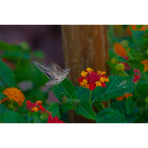 The Sphinx Moth is also known as the hummingbird or hawk moth.  It's wings move at the same speeds as a hummingbird and they dart about the same way.  This is my lone encounter with these cool creatures.