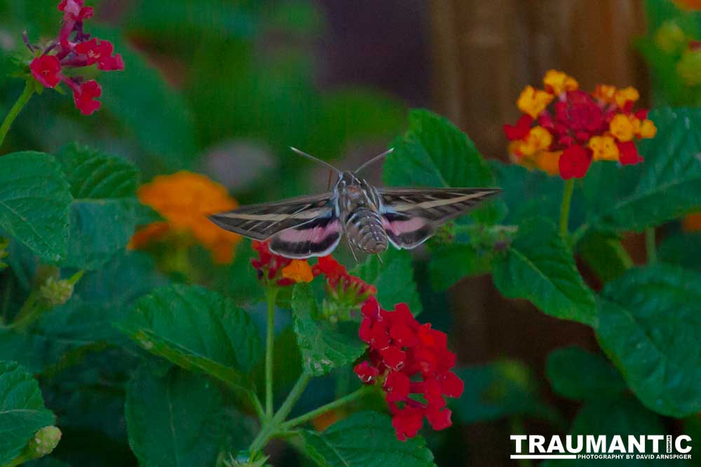 The Sphinx Moth is also known as the hummingbird or hawk moth.  It's wings move at the same speeds as a hummingbird and they dart about the same way.  This is my lone encounter with these cool creatures.