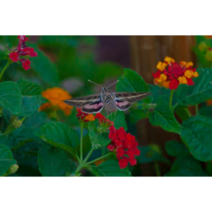 The Sphinx Moth is also known as the hummingbird or hawk moth.  It's wings move at the same speeds as a hummingbird and they dart about the same way.  This is my lone encounter with these cool creatures.