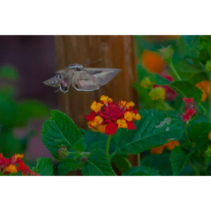 The Sphinx Moth is also known as the hummingbird or hawk moth.  It's wings move at the same speeds as a hummingbird and they dart about the same way.  This is my lone encounter with these cool creatures.