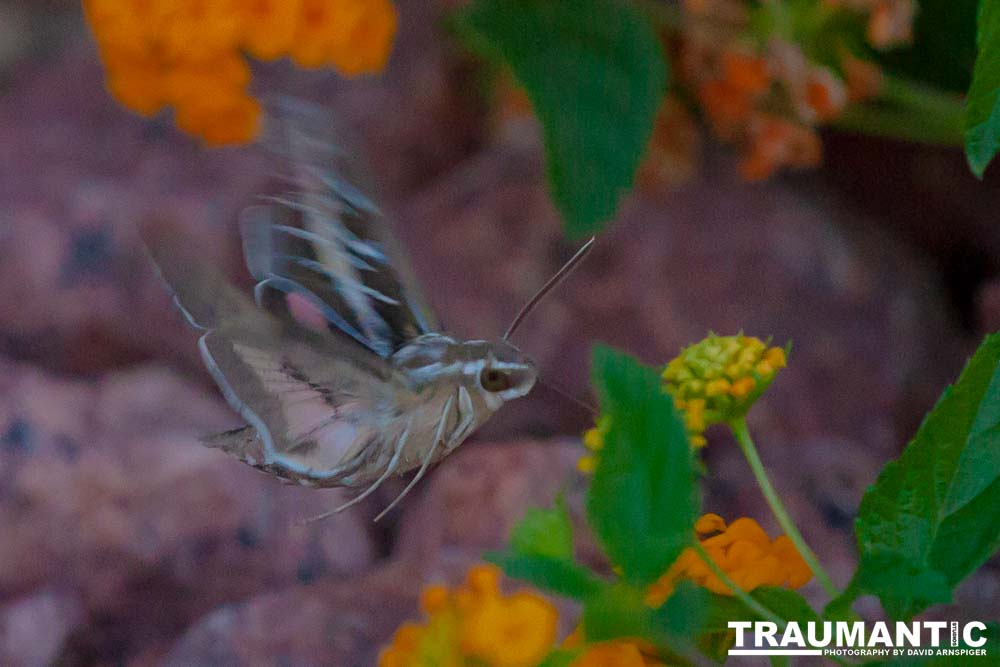 The Sphinx Moth is also known as the hummingbird or hawk moth.  It's wings move at the same speeds as a hummingbird and they dart about the same way.  This is my lone encounter with these cool creatures.