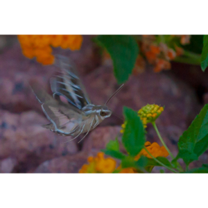 The Sphinx Moth is also known as the hummingbird or hawk moth.  It's wings move at the same speeds as a hummingbird and they dart about the same way.  This is my lone encounter with these cool creatures.