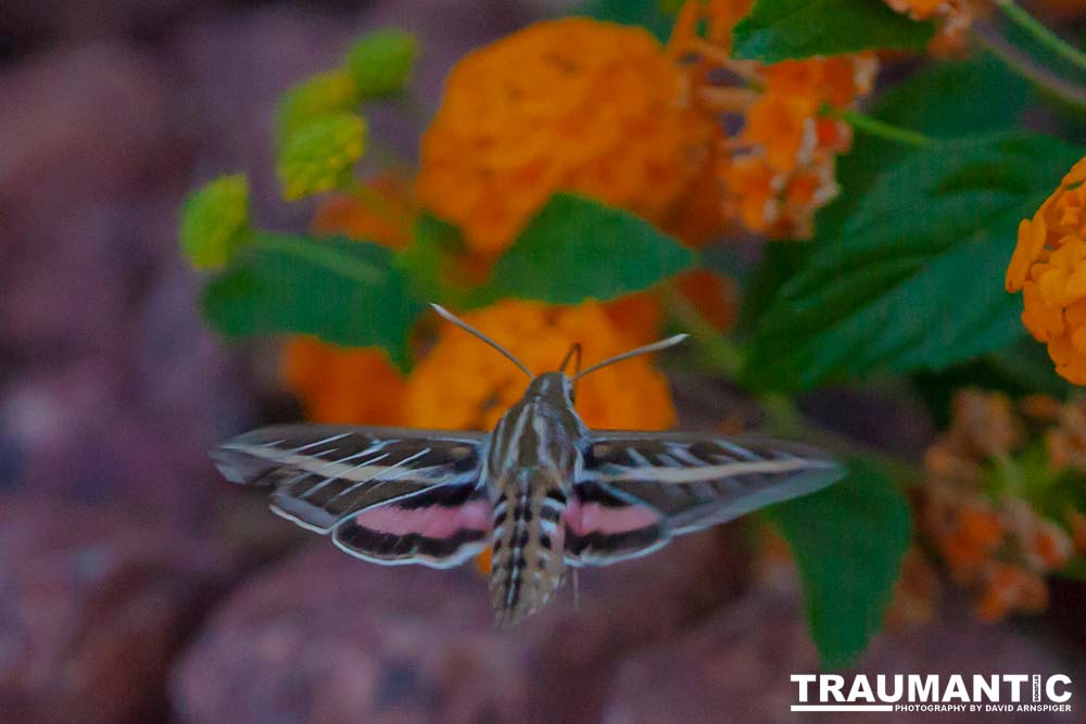 The Sphinx Moth is also known as the hummingbird or hawk moth.  It's wings move at the same speeds as a hummingbird and they dart about the same way.  This is my lone encounter with these cool creatures.